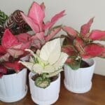 Aglaonema Super White, Pink
