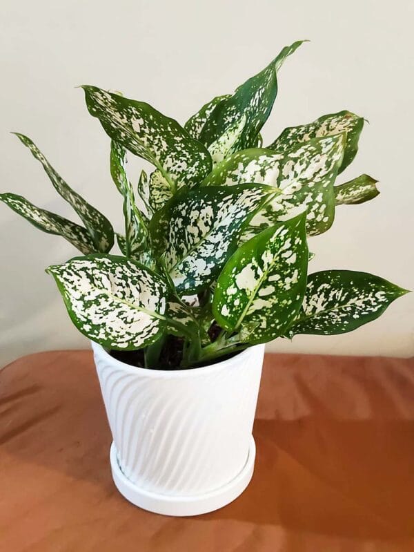 Aglaonema Snow – Elegant Frosted Foliage - The Plants Malaysia