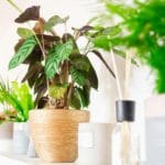 Peacock Plant Care Guide: How to Grow Calathea Makoyana