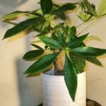 Money Tree