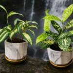 Variegated Indoor Plants